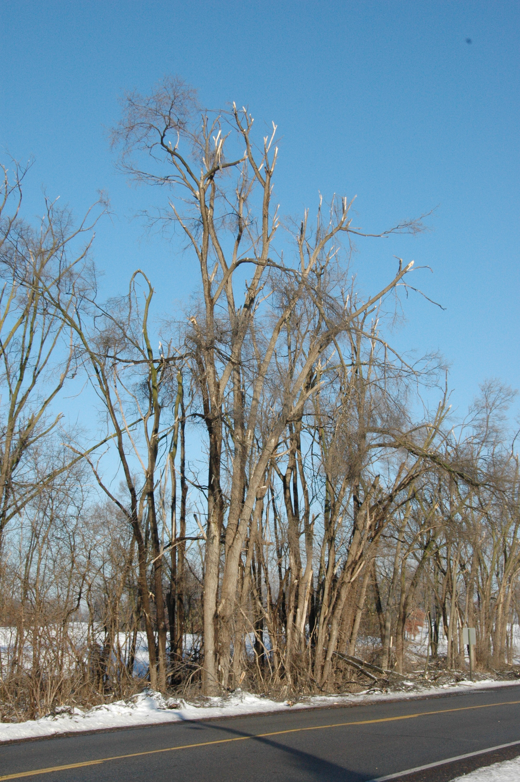 Broken off tree limbs.